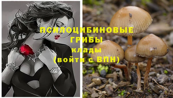 ГАЛЛЮЦИНОГЕННЫЕ ГРИБЫ Инта
